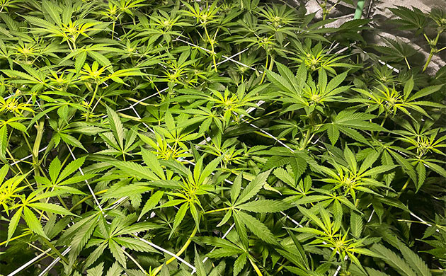 Кусты Delicious Candy Early Version под сеткой ScrOG