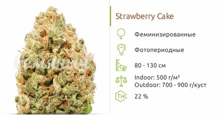 Strawberry Cake fem от Heavyweight Seeds