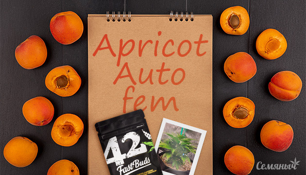 Выращивание сорта конопли Apricot Auto в индоре