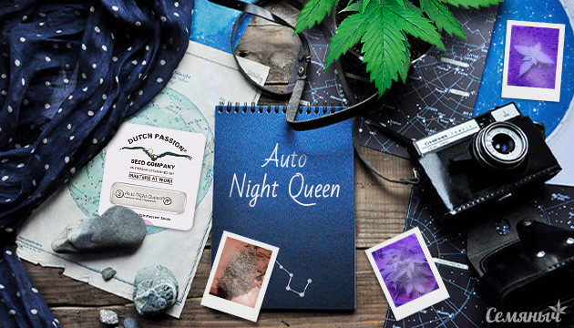 Выращивание сорта Auto Night Queen
