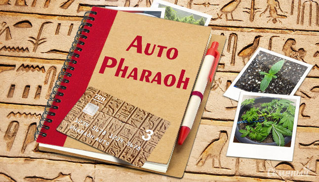 Гроурепорт сорта марихуаны Pharaoh Auto