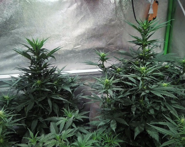 3 неделя цветения Tangie'matic auto