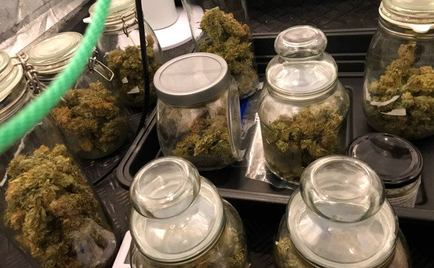 Банки с сухими шишками