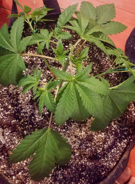 Куст Green Crack 2.0 от Humboldt Seed Organization ростом 14 сантиметров