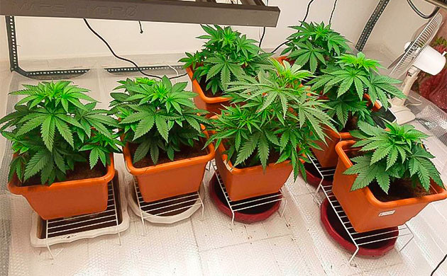 Кусты Persian Pie от Green House Seeds на 4 неделе
