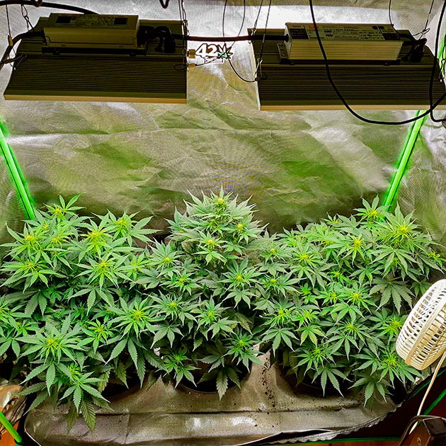 Стимуляция цветения сорта Scout Cookies Auto