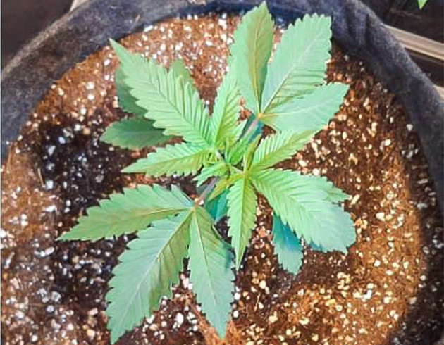 Росток на тонком и длинном стебле