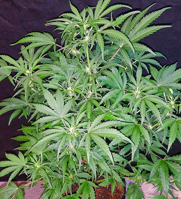 Куст покрытый белыми соцветиями