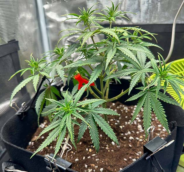 Куст Candy Store RBX на 8 неделе выращивания