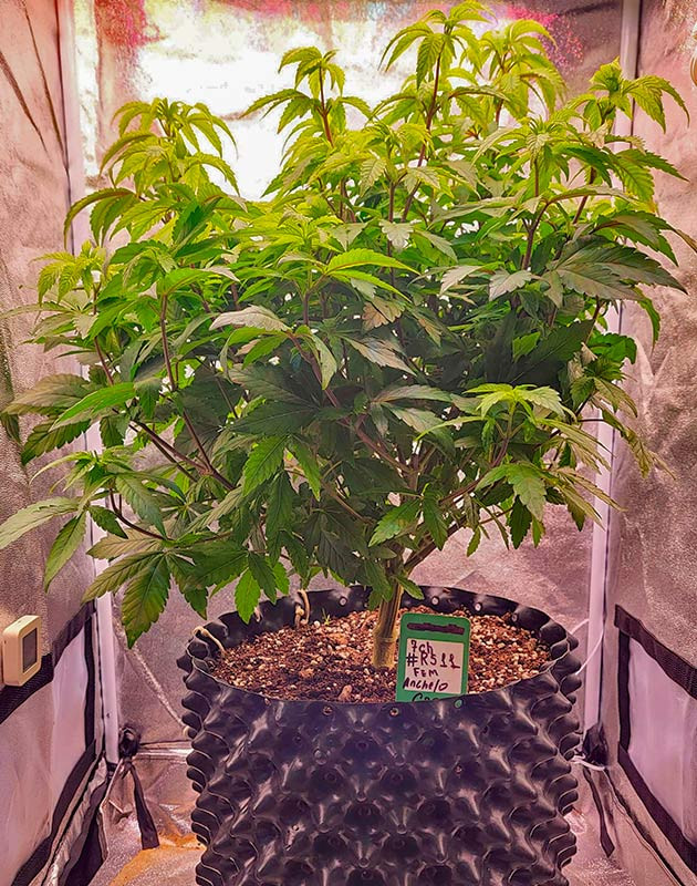 Куст RS11 от 7CH American на 7 неделе