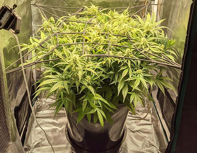 Кусты на 8 неделе выращивания