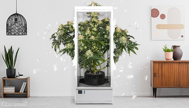 Урожайные автоцветущие сорта