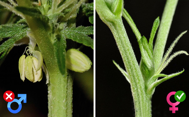 Фемки для аута