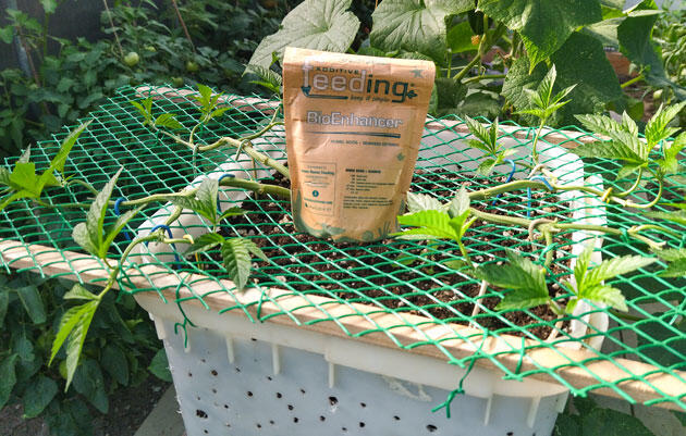 Каннабис с большим количеством побегов в теплице