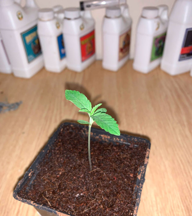 Росток Gorilla Auto от сидбанка Семяныч