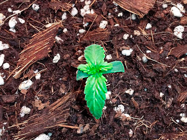 Рост куста конопли Critical XXL Auto на 2 неделе выращивания