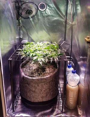 Куст конопли в гроубоксе