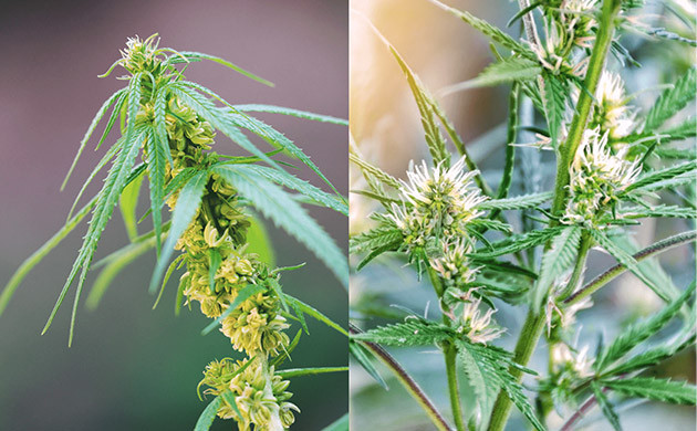 Внешний вид мужских и женских соцветий каннабиса