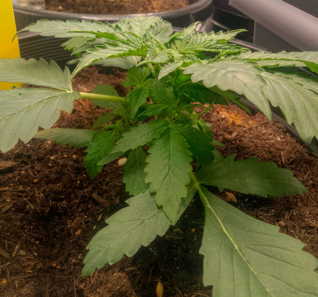 Марихуана ростом 13 см