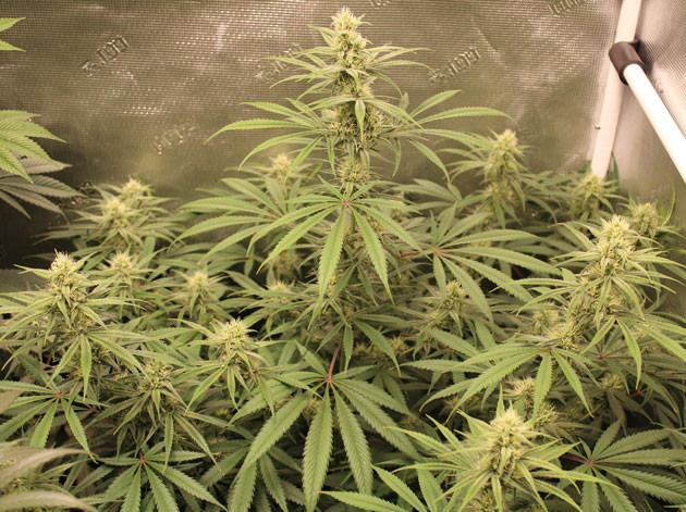 Выращивание куста конопли понедельно