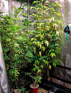 Проращивание семян конопли DDoS #33