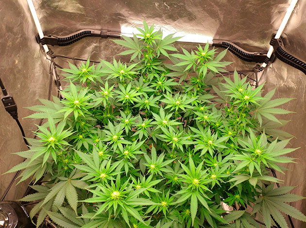 Неделя 12: развитие куста Blue Gelato 41