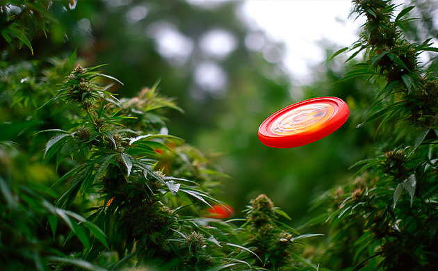 Алтимат с каннабисом: веселье в каждом броске