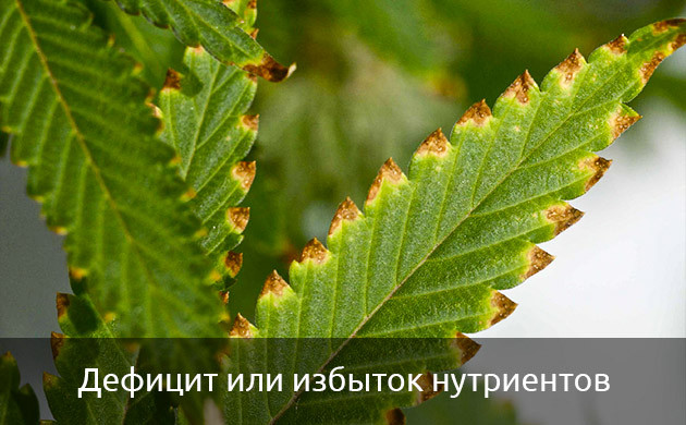 баланс питательных веществ в почвенной смеси