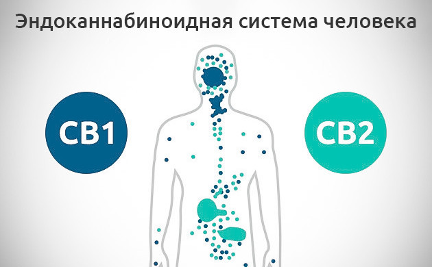 Эндоканнабиноидная система человека