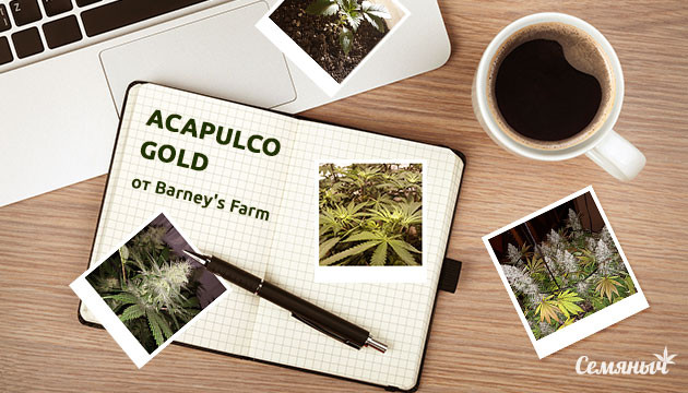 Гроурепорт сорта Acapulco Gold