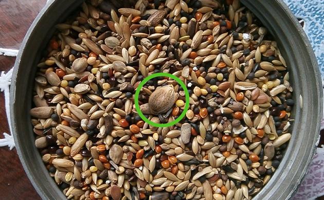 Советы по скарификации семян конопли