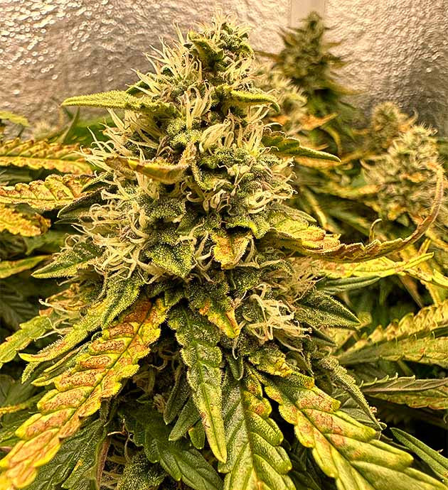 Стресс у конопли