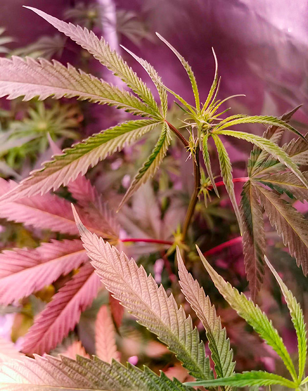 Куст Gorilla Glue от Monster Genetics на стадии цветения