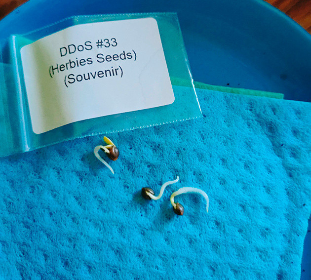 Появление корешков из семок