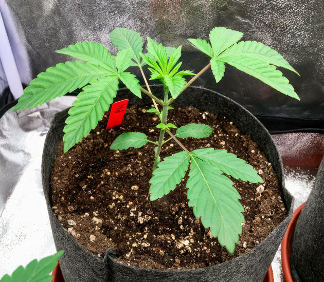 2 неделя роста марихуаны