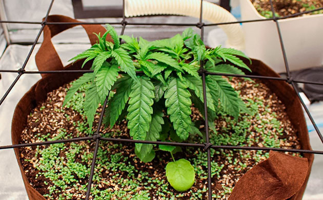 Гроурепорт сорта Sugar Bomb Punch