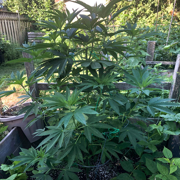 Подвязка ветвей к ограде