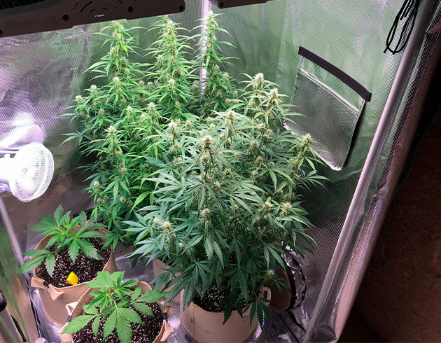 Обрезка листьев конопли