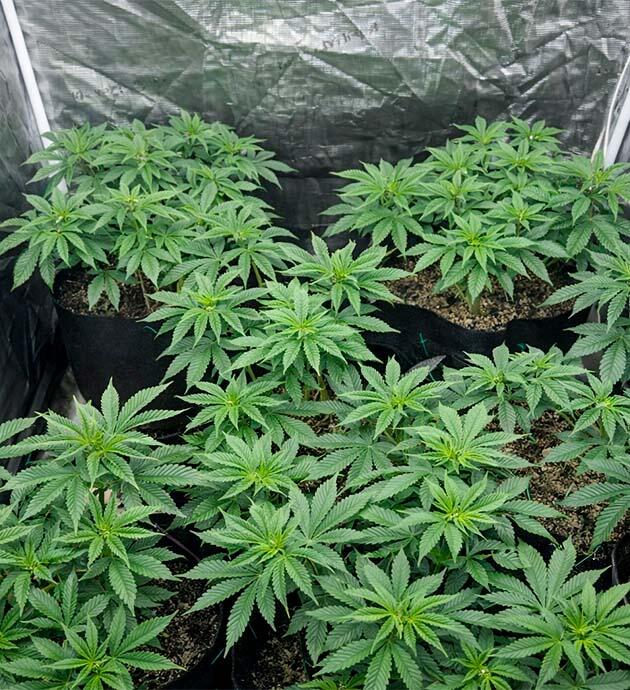 Кусты конопли ростом 30 см