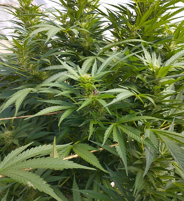 Естественный световой режим для Runtz Fast Flowering