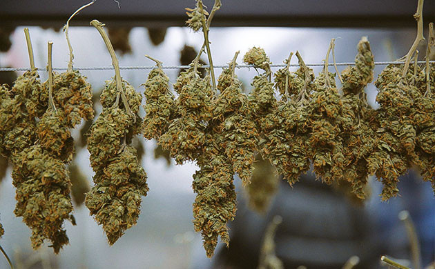 Как сушить шишки попкорна