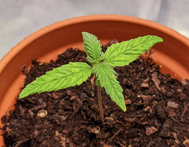 Росток с двумя полноценными парами листьев