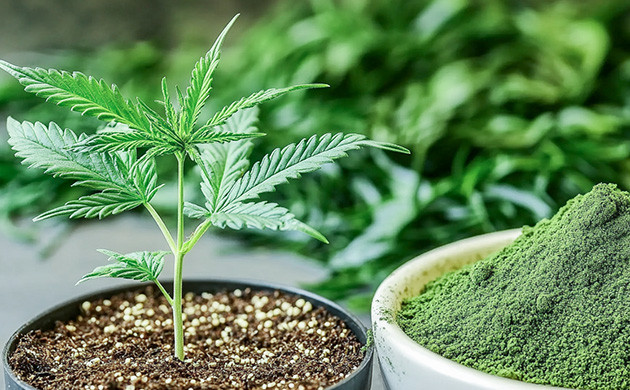 Морские водоросли для марихуаны