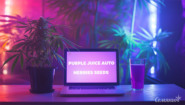 Выращивание сорта конопли Purple Juice Auto в индоре