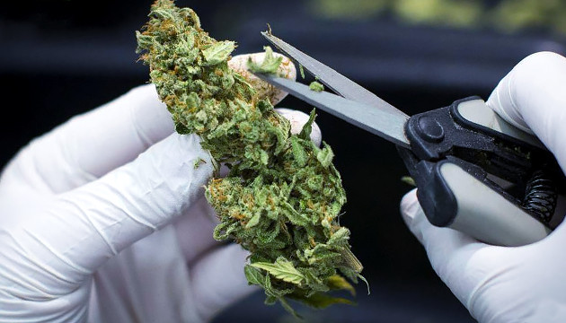 Сбор урожая марихуаны