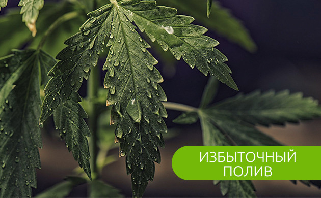 Влажные листья конопли