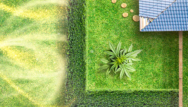 Куст конопли окруженный высокими кустами