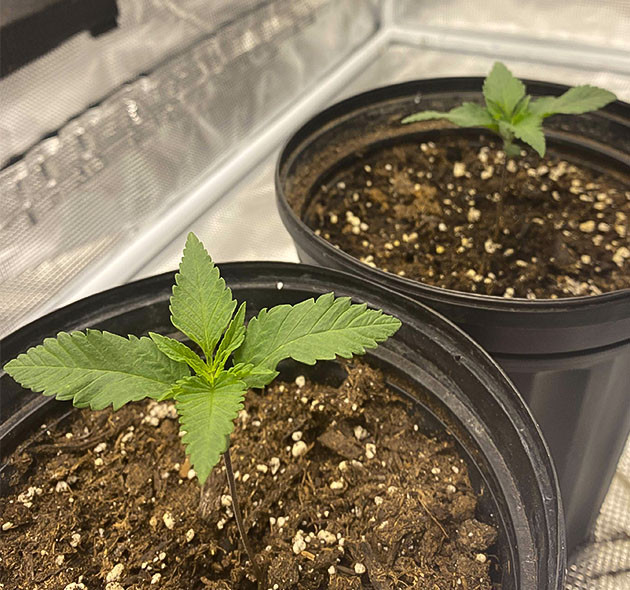 Проращивание семян марихуаны King's Juice