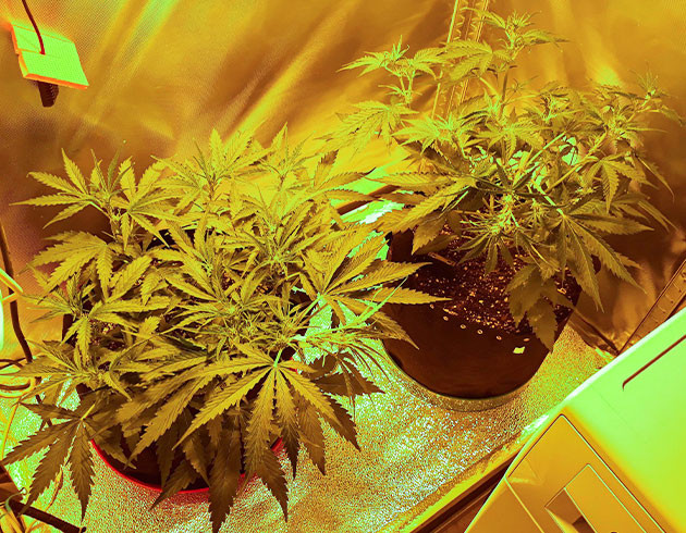 Небольшие кусты в боксе на этапе предцвета