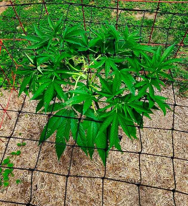 Каннабис на 8 неделе роста